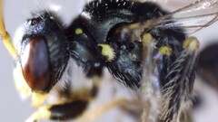 Perdita octomaculata