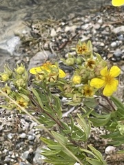 Dasiphora fruticosa