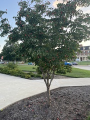 Cornus mas
