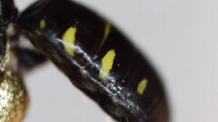 Perdita octomaculata