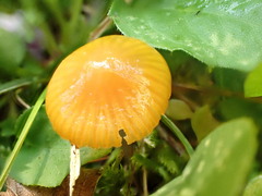 Gliophorus psittacinus