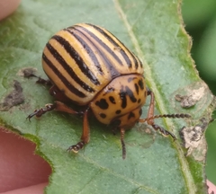 Leptinotarsa decemlineata