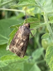 Agrotis ipsilon