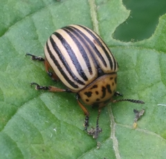 Leptinotarsa decemlineata