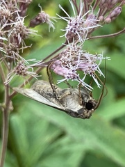 Agrotis ipsilon