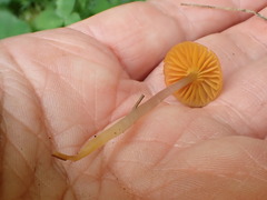 Gliophorus psittacinus