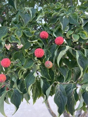 Cornus mas