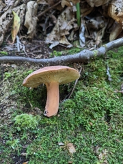 Lactifluus volemus