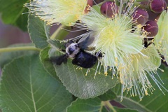 Xylocopa grisescens