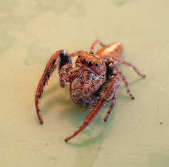 Opisthoncus nigrofemoratus