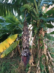 Musa