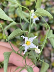 Solanum triquetrum