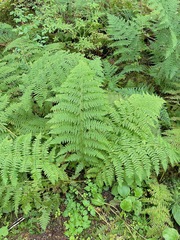 Athyrium