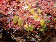 Ecteinascidia minuta