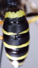 Philanthus
