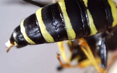 Philanthus