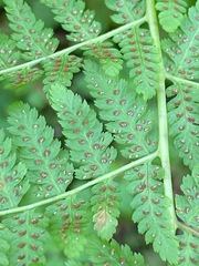 Athyrium