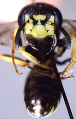 Philanthus