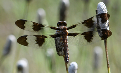 Plathemis lydia