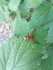 Volucella zonaria