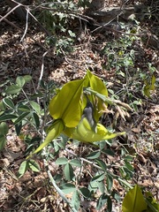 Crotalaria