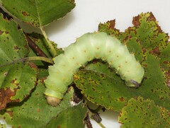Antheraea polyphemus