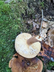 Lactifluus volemus