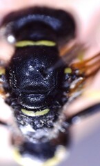Philanthus