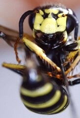 Philanthus