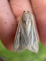 Noctuinae