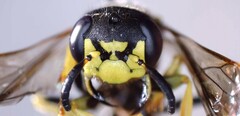 Philanthus