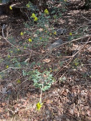 Crotalaria