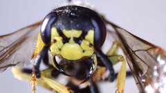 Philanthus