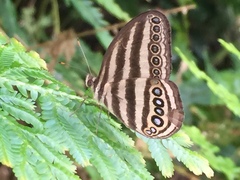 Ragadia makuta siponta