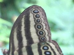 Ragadia makuta siponta