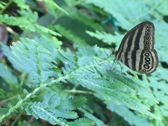 Ragadia makuta siponta