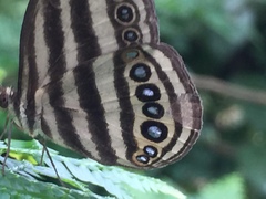 Ragadia makuta siponta