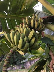 Musa