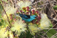 Dacnis cayana