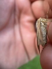 Noctuinae