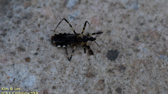 Sphedanolestes impressicollis