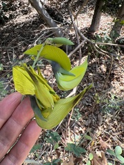 Crotalaria