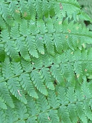 Athyrium