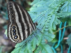 Ragadia makuta siponta