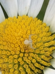 Misumena vatia