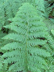 Athyrium