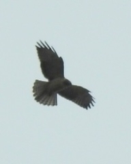 Buteo brachyurus