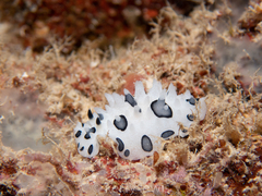 Ceratophyllidia papilligera