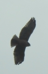 Buteo brachyurus