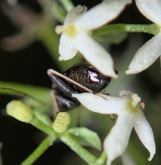 Criocoris crassicornis